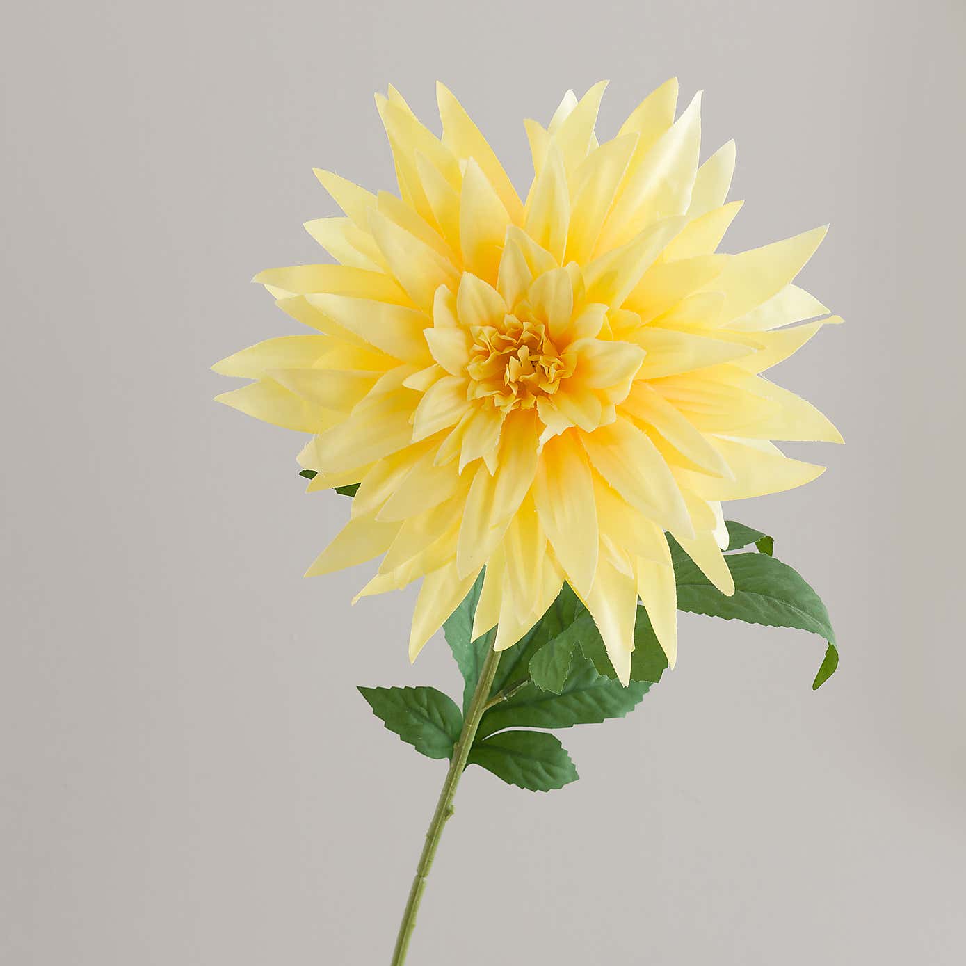 Yellow Dahlia Stem