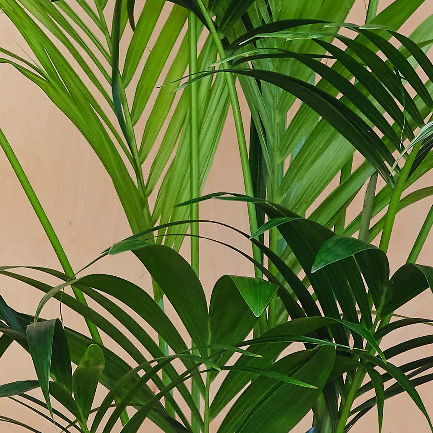 Tall Potted House Plant Bundle