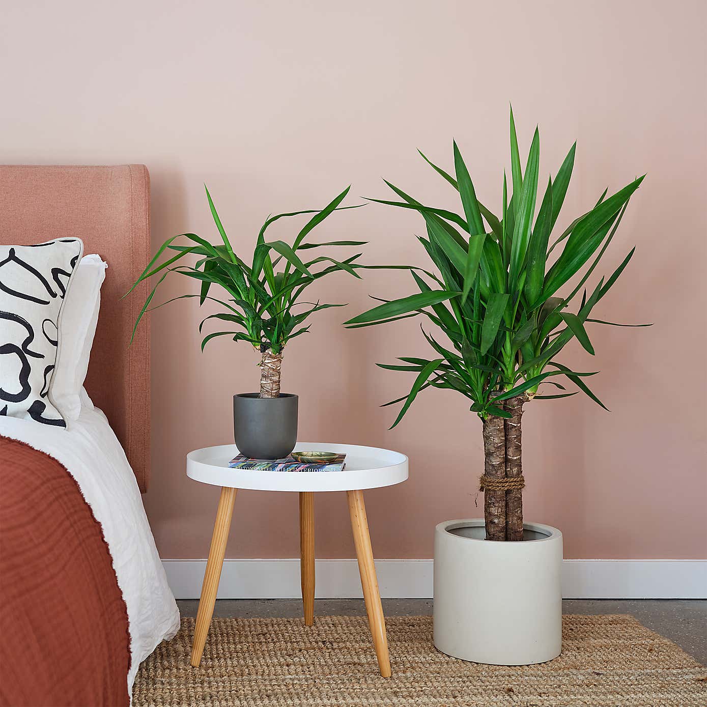 Yucca House Plant in Earthenware Pot