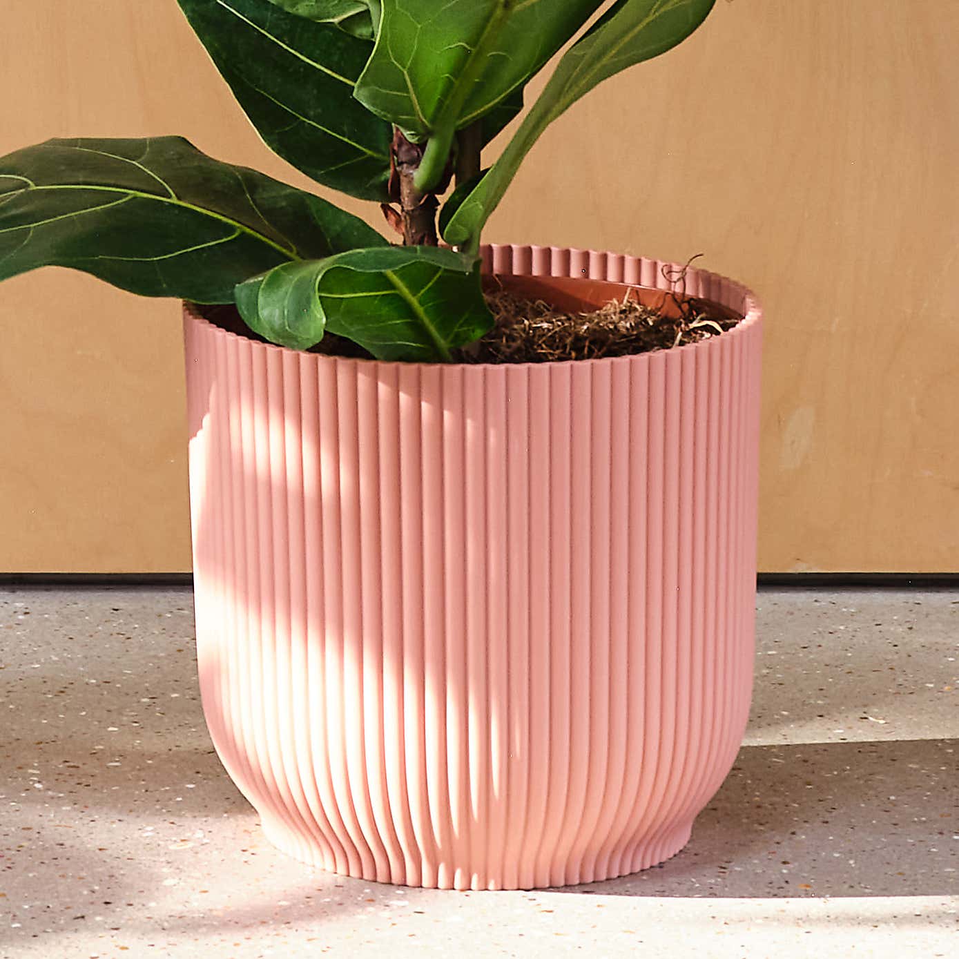 Fiddle Leaf Fig House Plant in Elho Pot