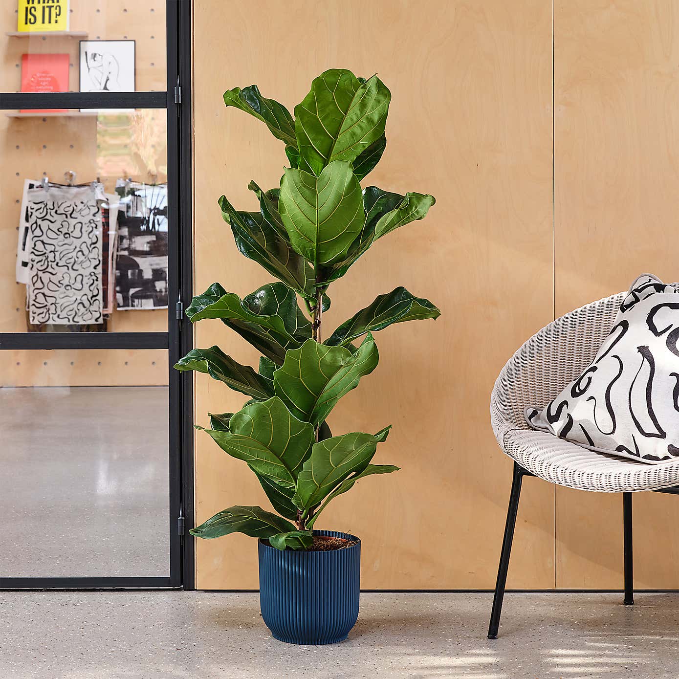 Fiddle Leaf Fig House Plant in Elho Pot