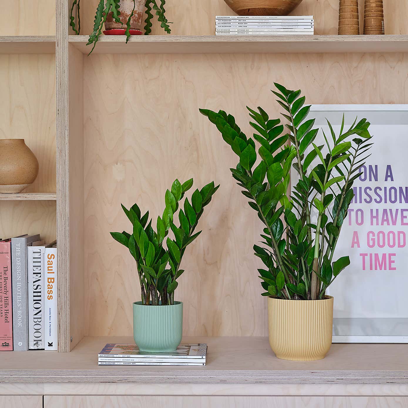 ZZ House Plant in Elho Pot