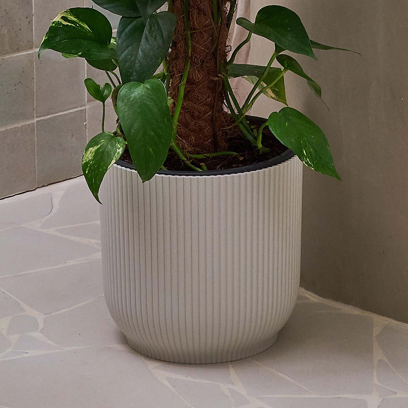 Beards & Daisies Devils Ivy MP House Plant in Vibes Pot