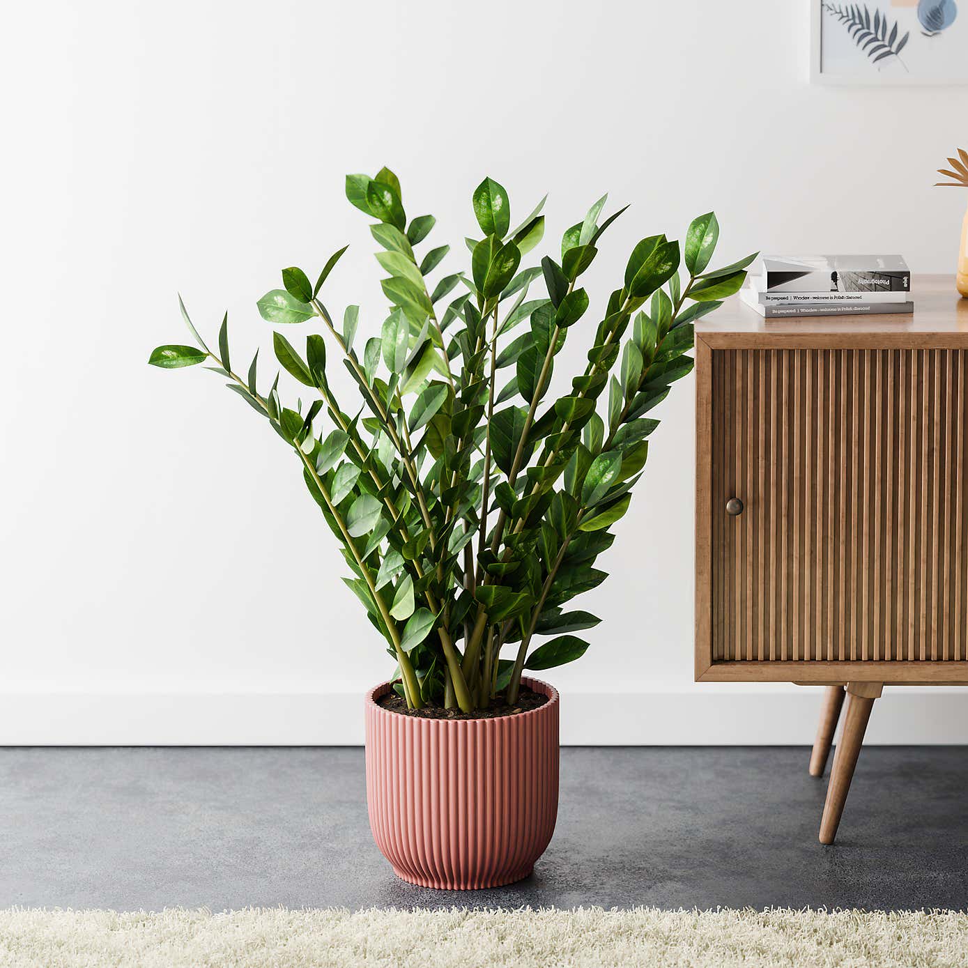 ZZ House Plant in Elho Pot