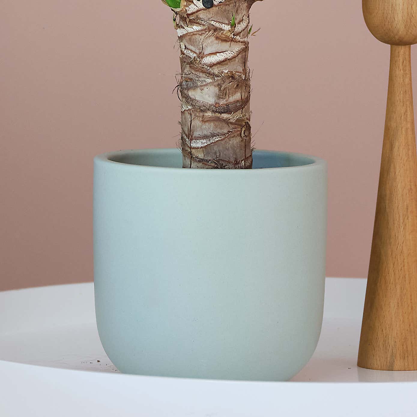 Yucca House Plant in Earthenware Pot