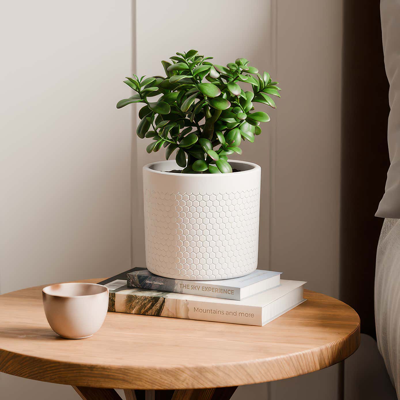 Jade House Plant in Capri Pot