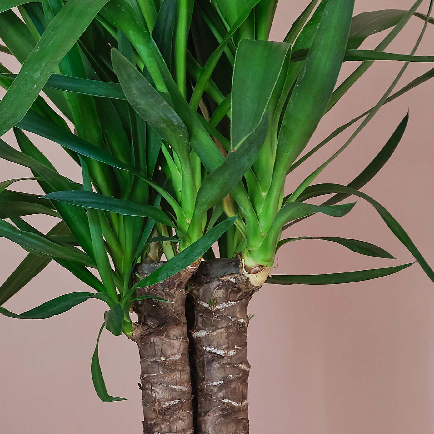 Yucca House Plant in Earthenware Pot