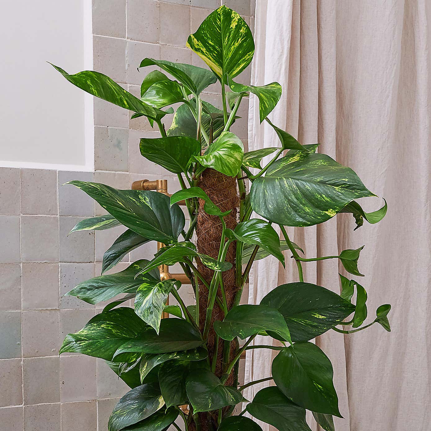 Beards & Daisies Devil's Ivy Moss Pole House Plant in Vibes Pot