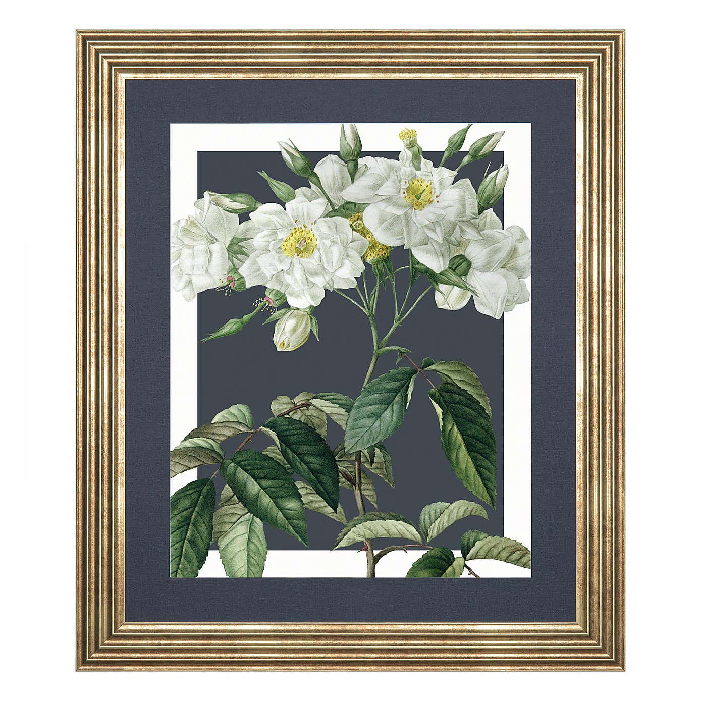 Cedar & Sage Rosa Moschata Framed Canvas