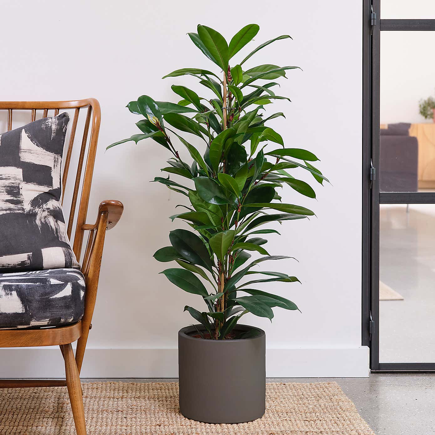 African Fig House Plant in Earthenware Pot