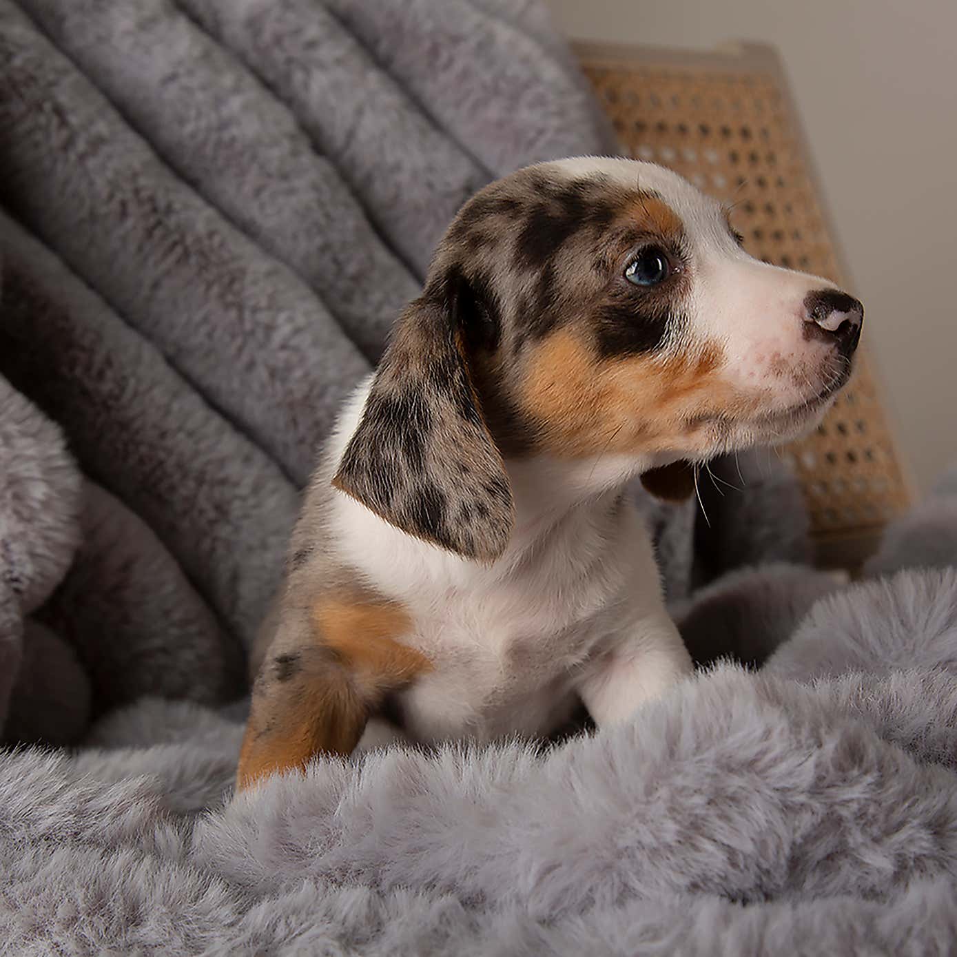 Scruffs Luxurious Aspen Pet Blanket