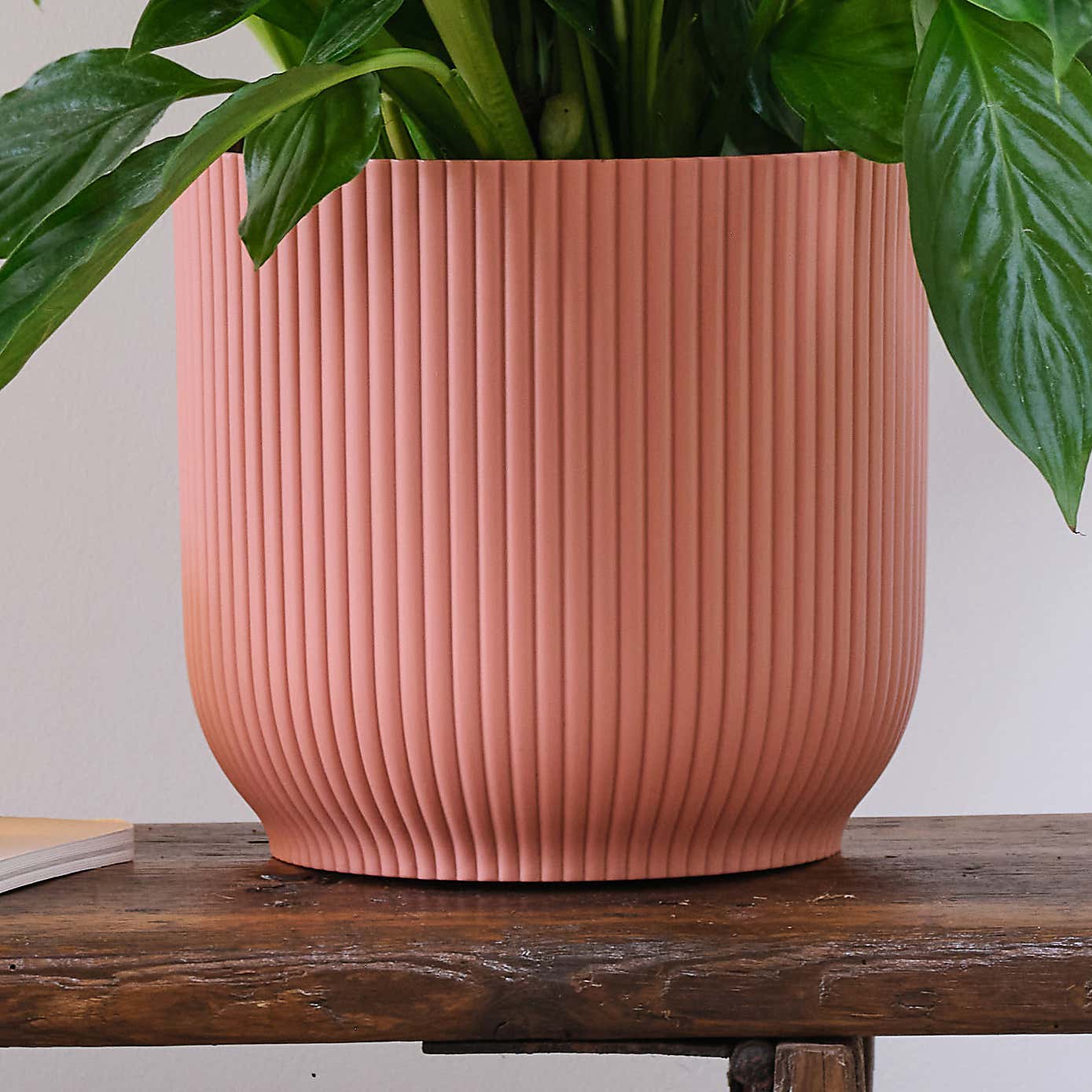 Peace Lily House Plant in Elho Pot