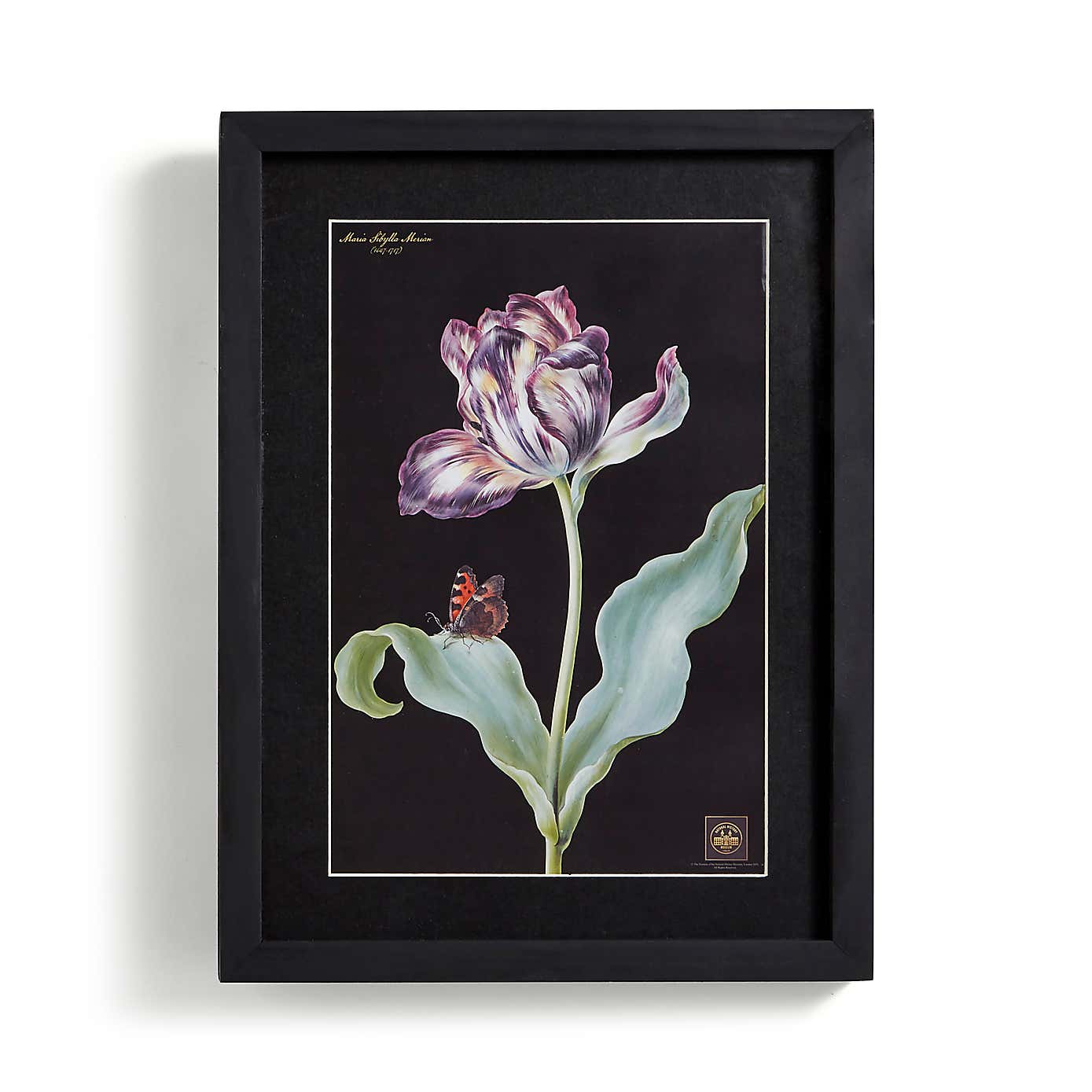 Tulip Framed Print
