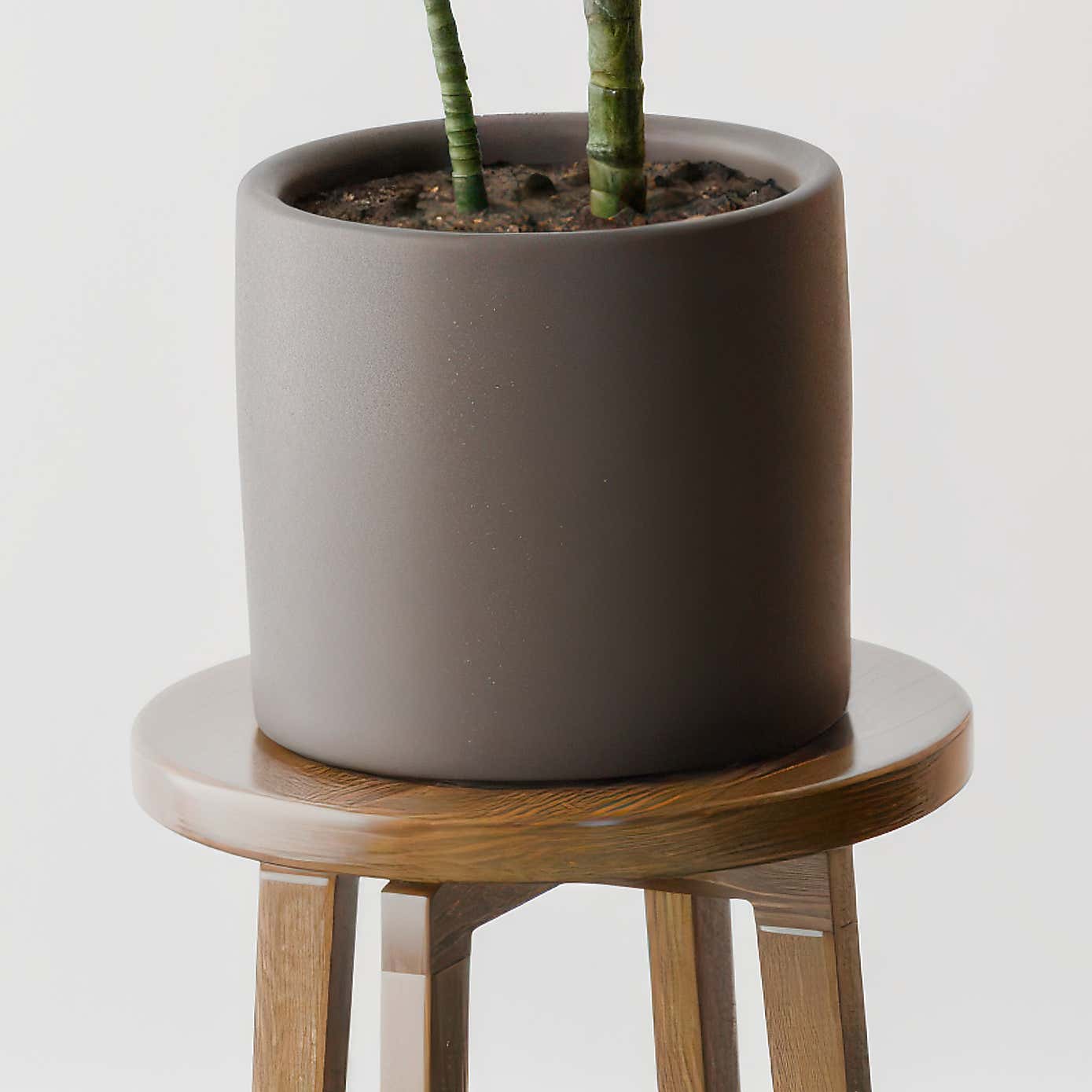 Beards & Daisies Dracaena Steudneri House Plant in Earthenware Pot