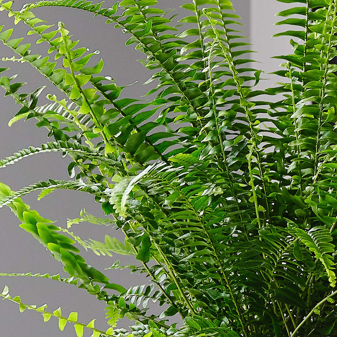 Boston Fern House Plant in Capri Pot