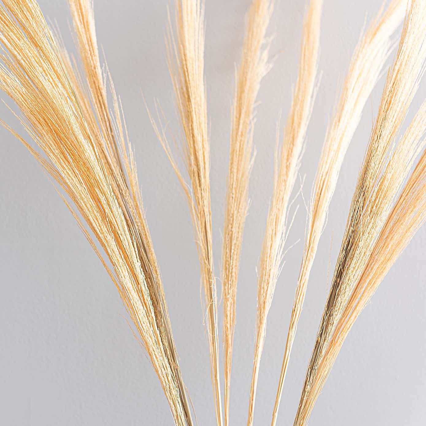 Dried Broom Grass