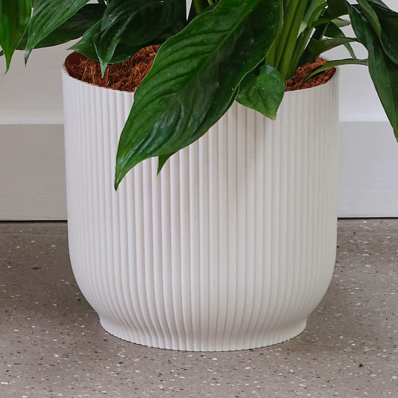 Peace Lily House Plant in Elho Pot