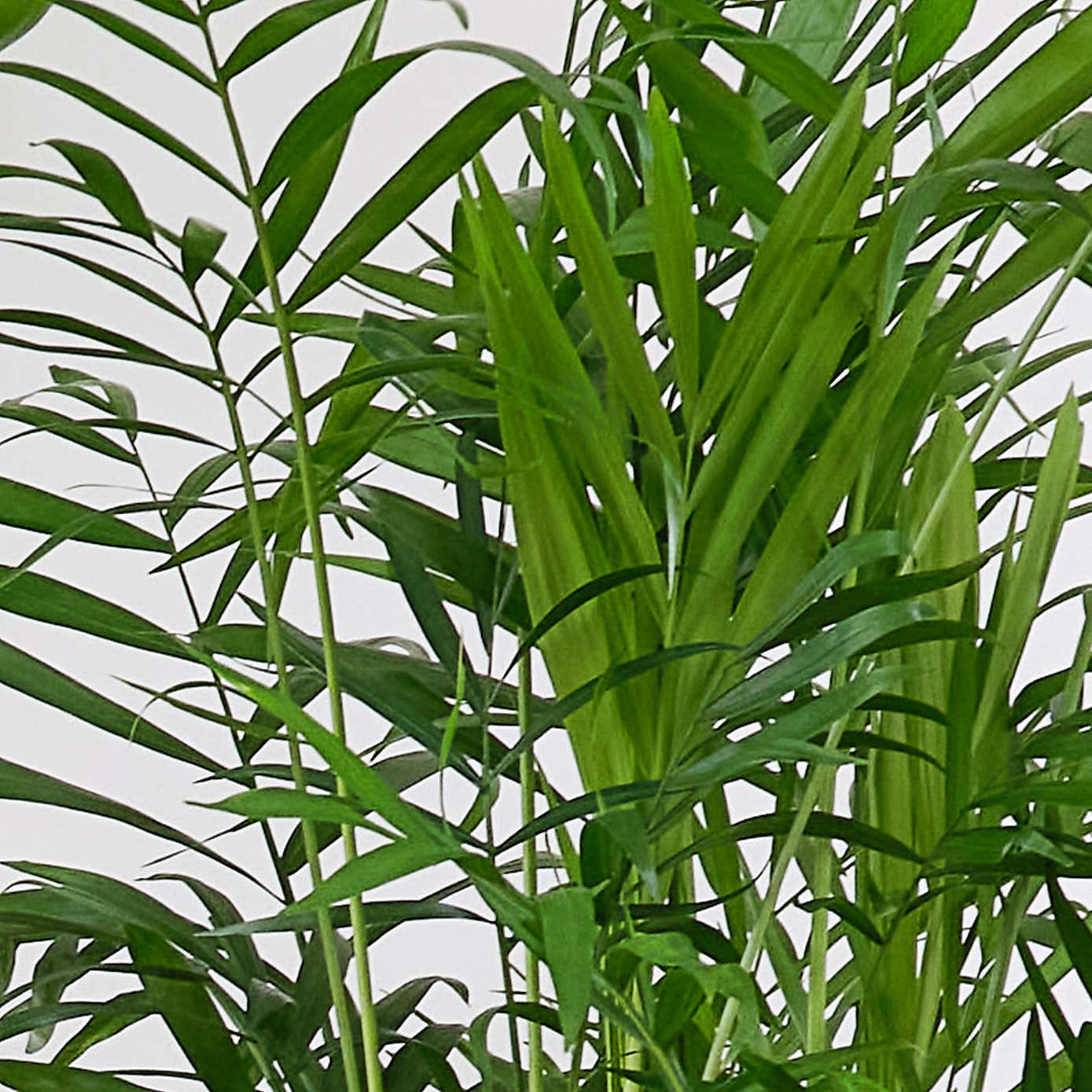 Business Potted House Plant Bundle