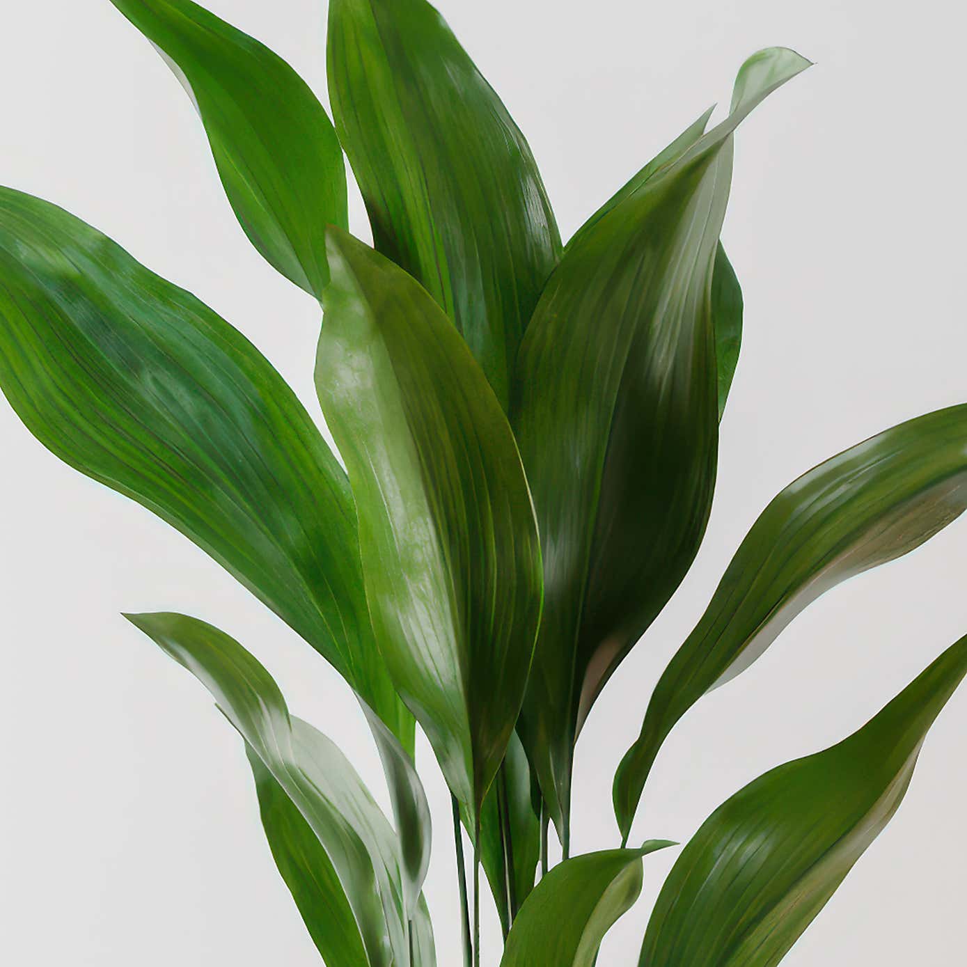 Beards & Daisies Cast Iron House Plant in Capri Pot