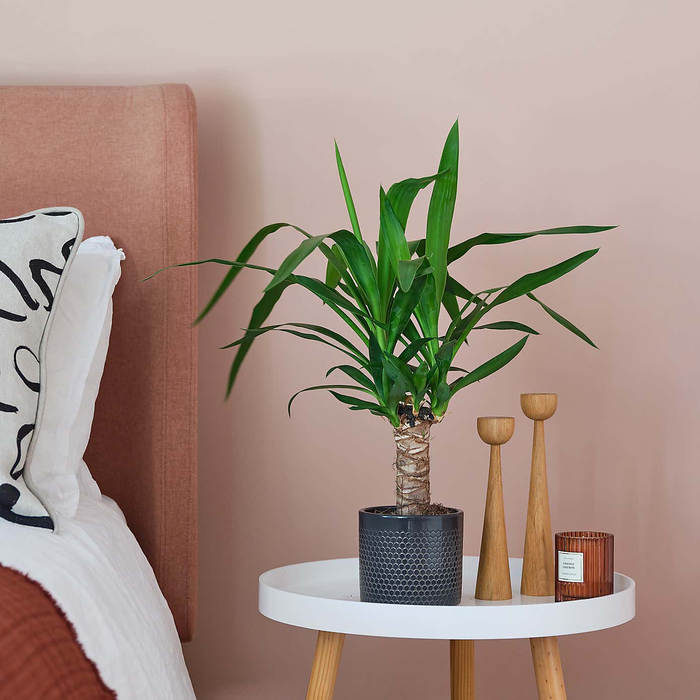 Yucca House Plant in Capri Pot