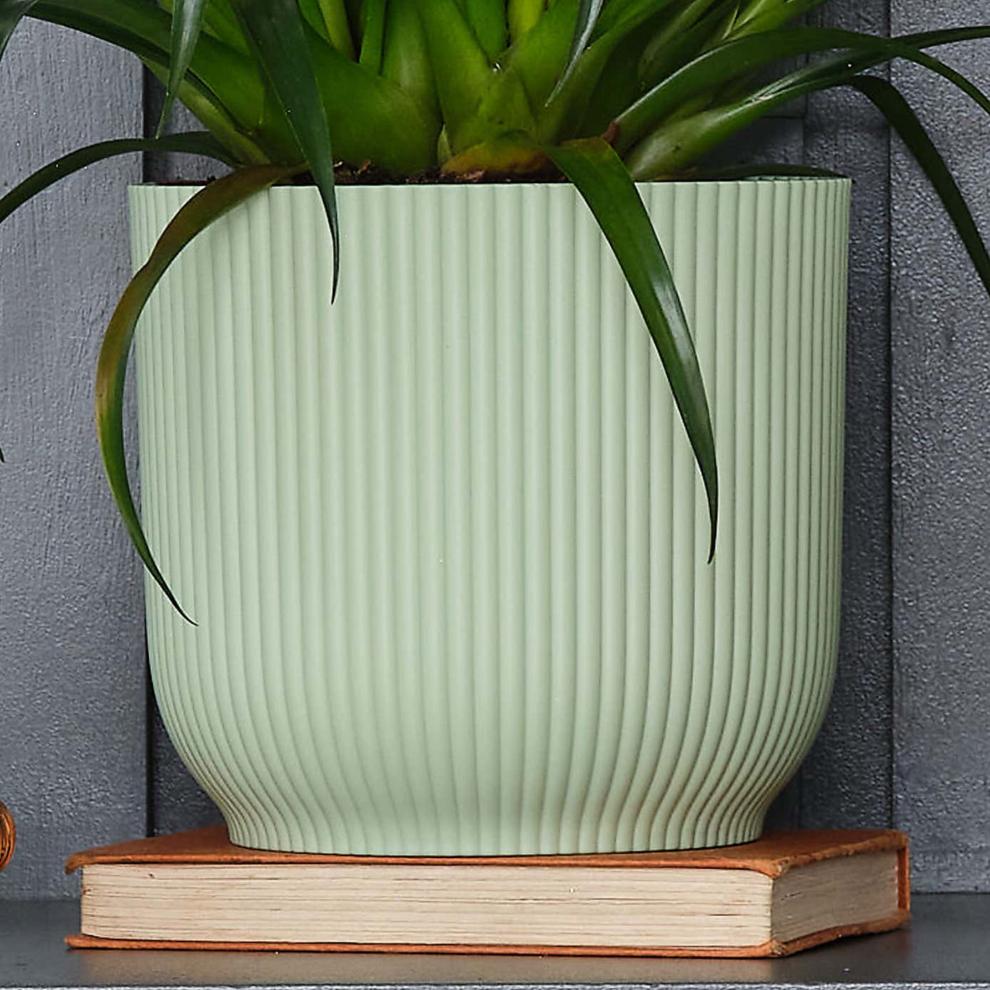 Vriesea Astrid House Plant in Elho Pot