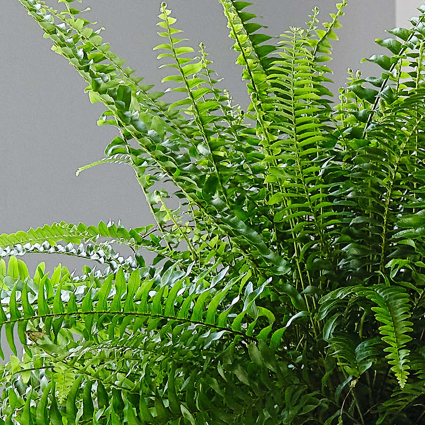 Boston Fern House Plant in Capri Pot