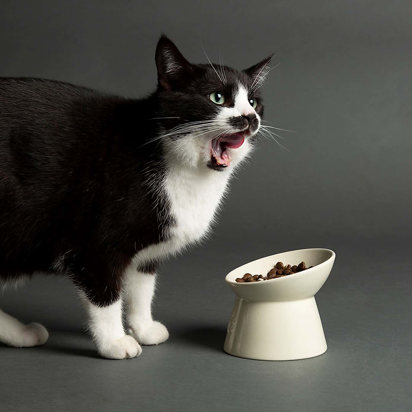 Scruffs Icon Raised Cat Feeder Bowl and Saucer Set