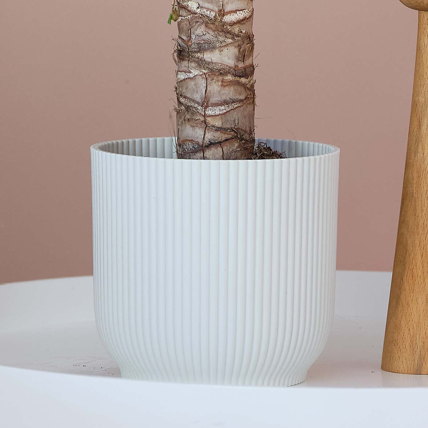 Yucca House Plant in Elho Pot