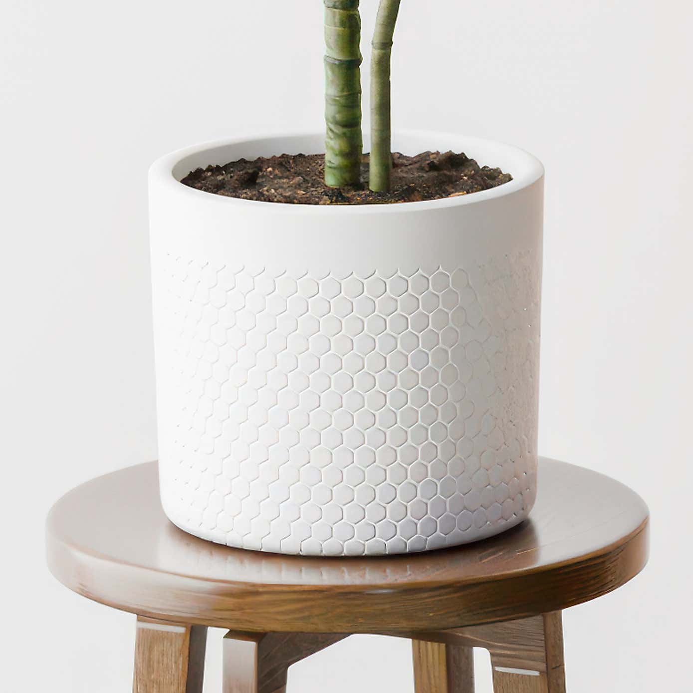 Beards & Daisies Dracaena Warneckei House Plant in Capri Pot