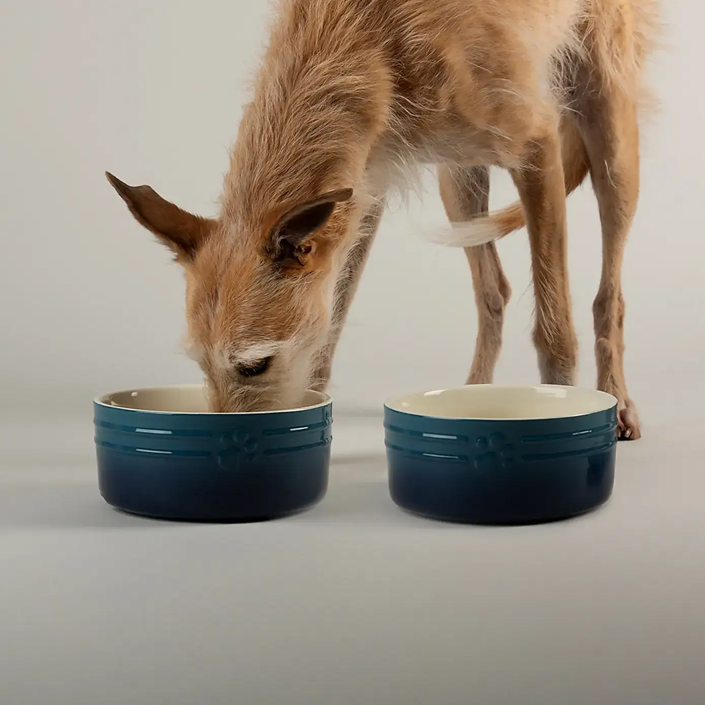 Set of 2 Scruffs Ombre Bowls