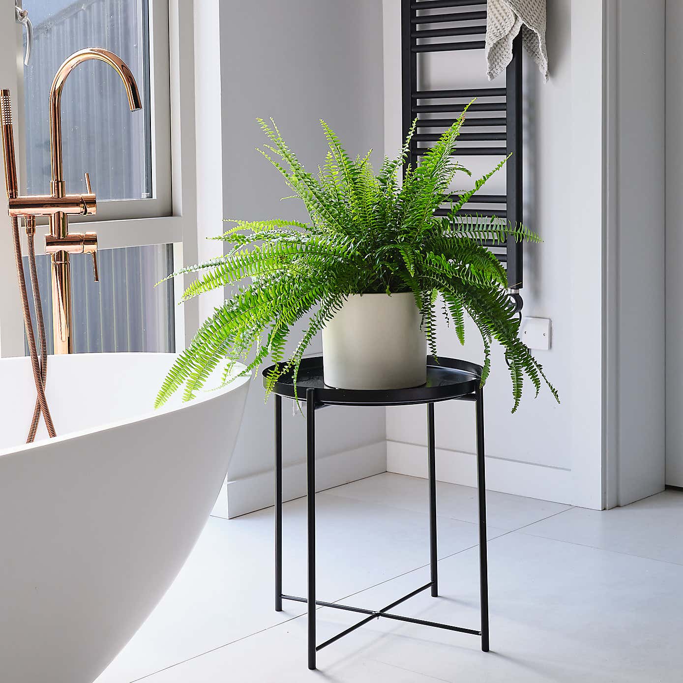 Boston Fern House Plant in Earthenware Pot