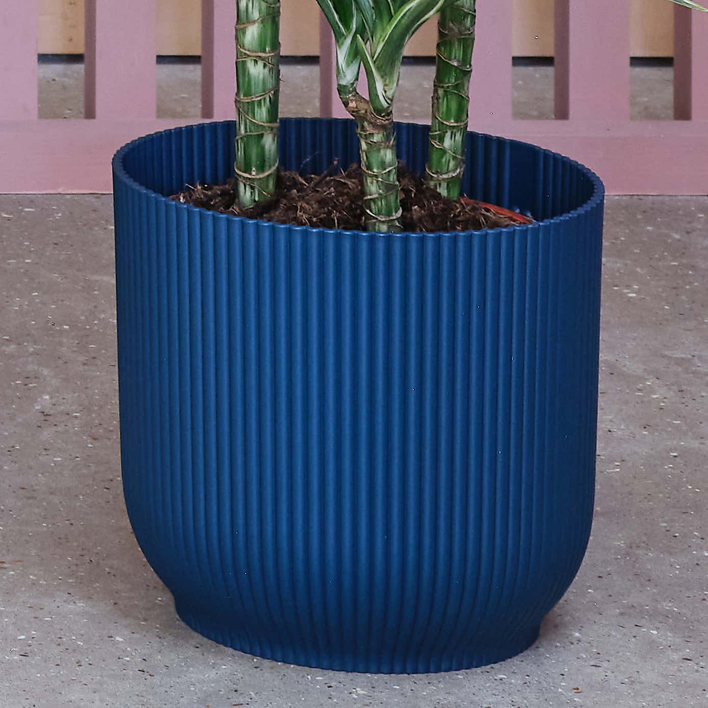 Tall Potted House Plant Bundle