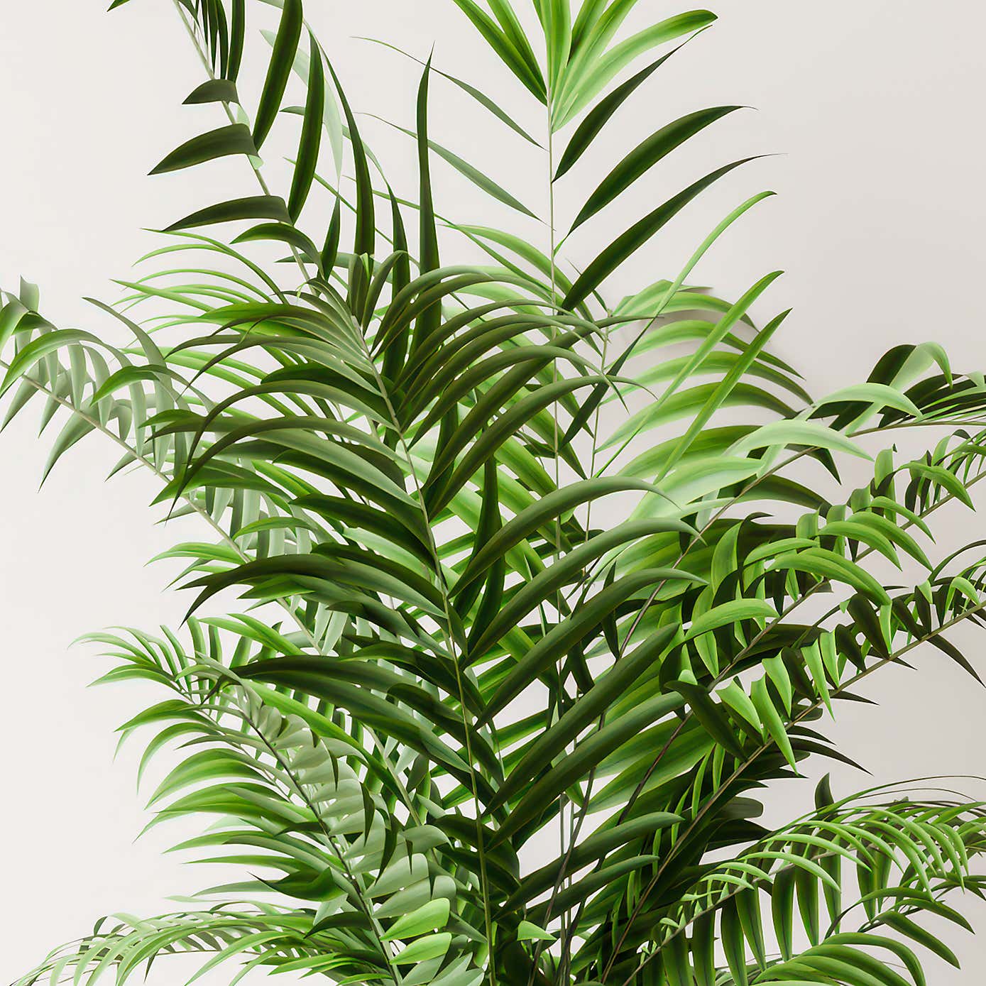 Beards & Daisies Parlour Palm House Plant in Earthenware Pot