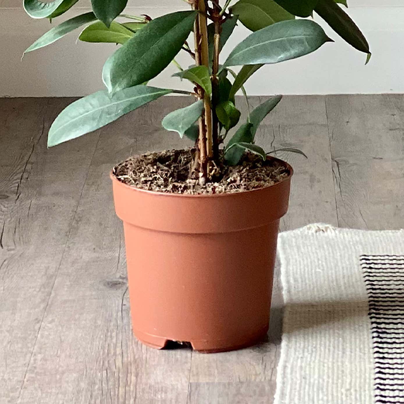 African & Fiddle Leaf Fig House Plant Bundle