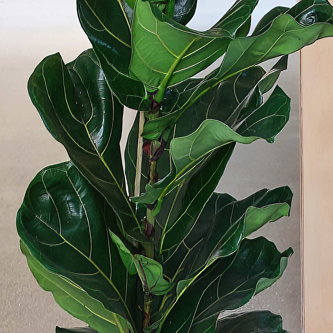 New Home Potted House Plant Bundle