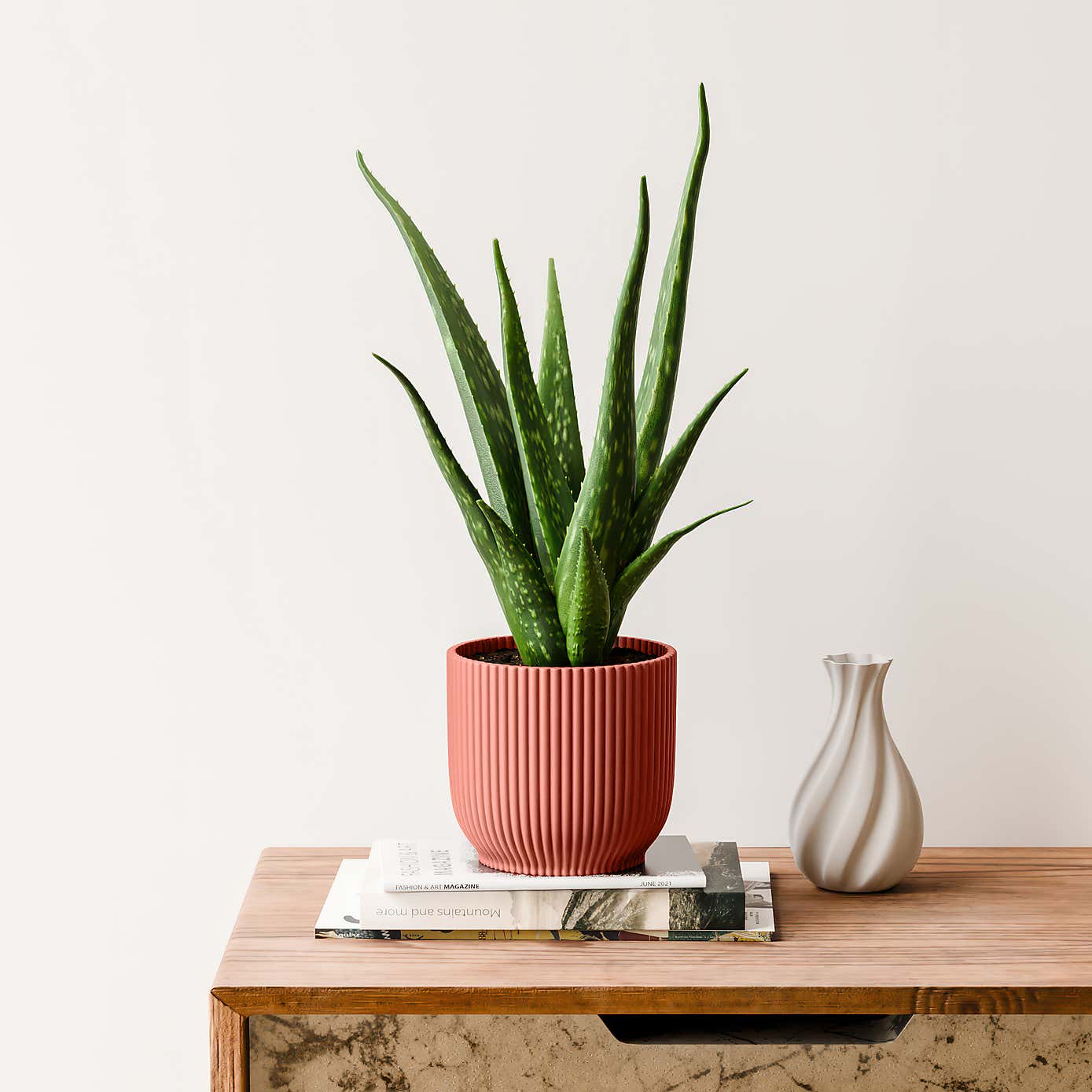 Aloe Vera House Plant in Elho Vibes Pot