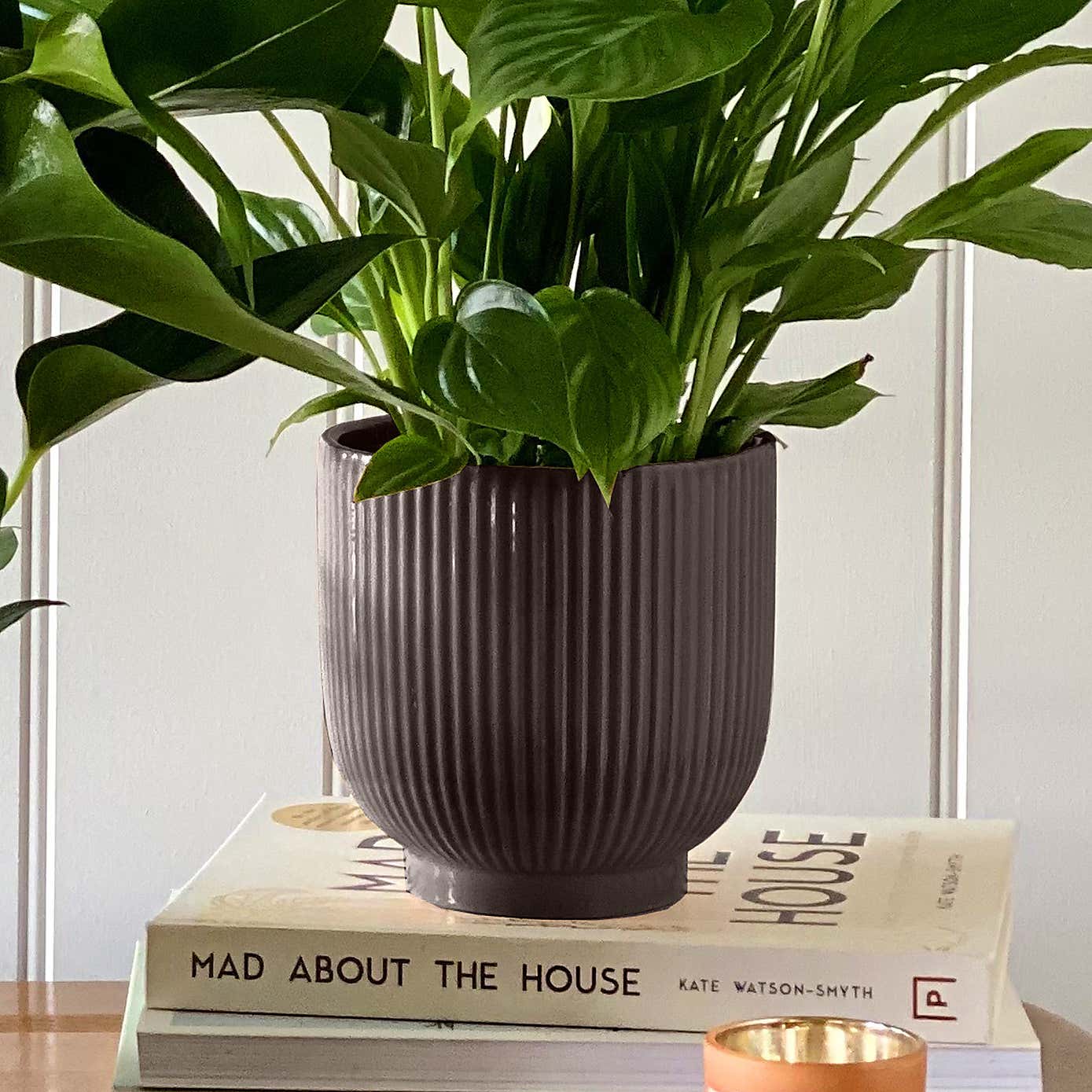 Beards & Daisies Air Purifying Pair Peace Lily and Peach Anthurium House Plant in Ribbed Pot