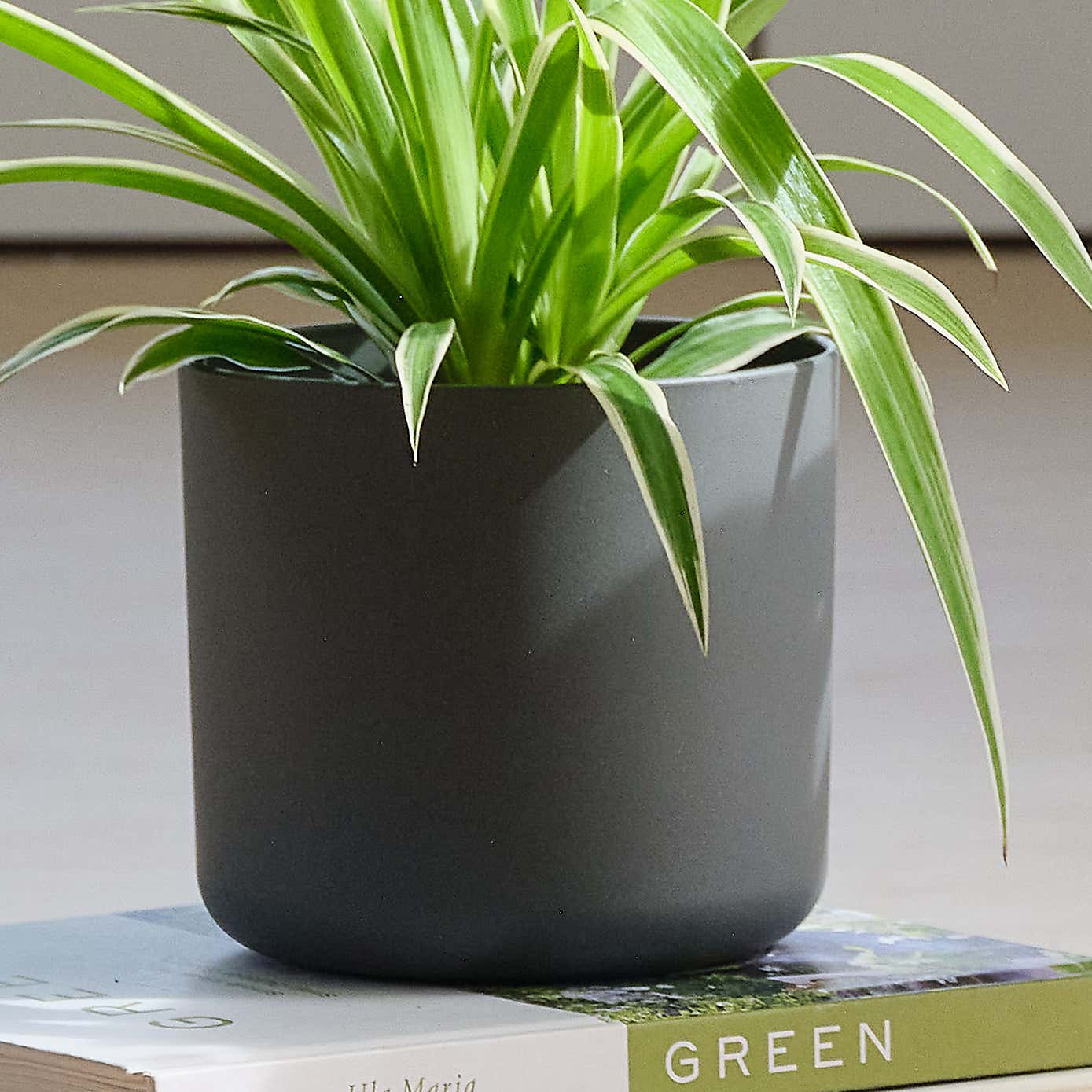Pet Friendly Potted House Plant Bundle