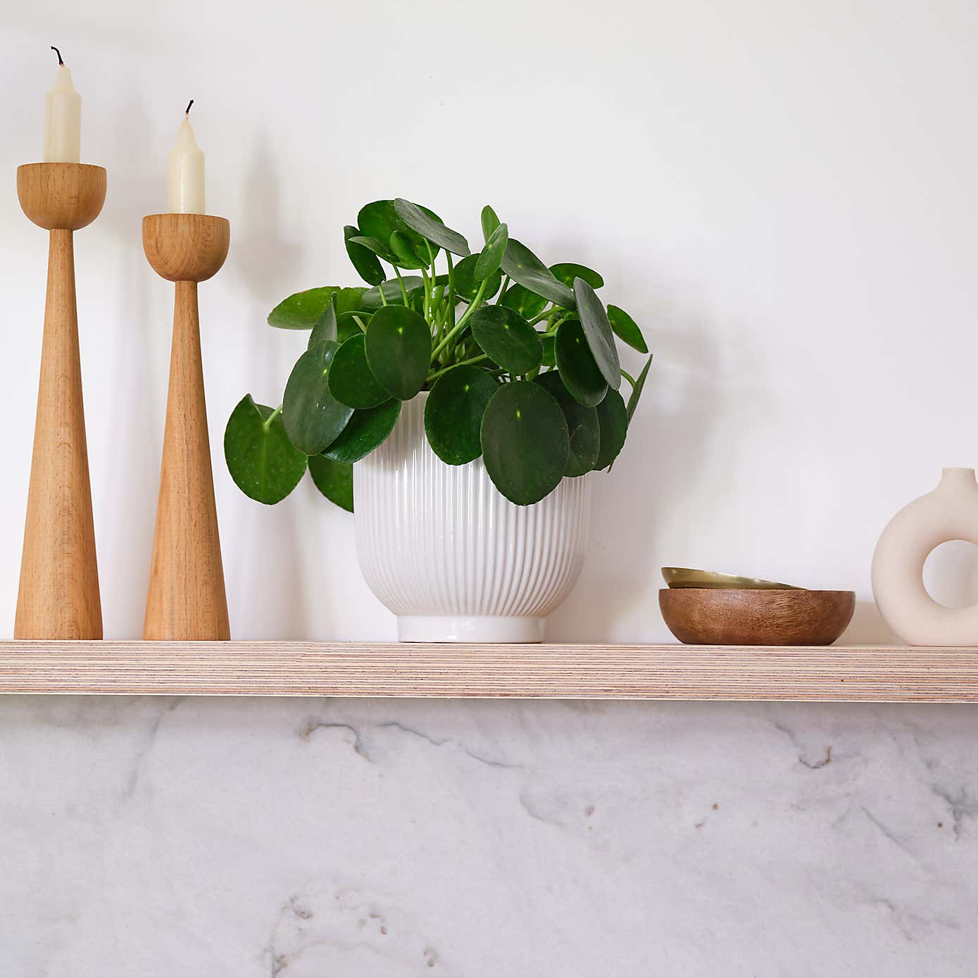 Chinese Money House Plant in Ribbed Pot