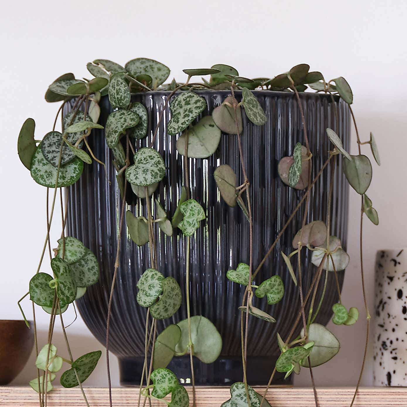 String Of Hearts House Plant in Ribbed Pot