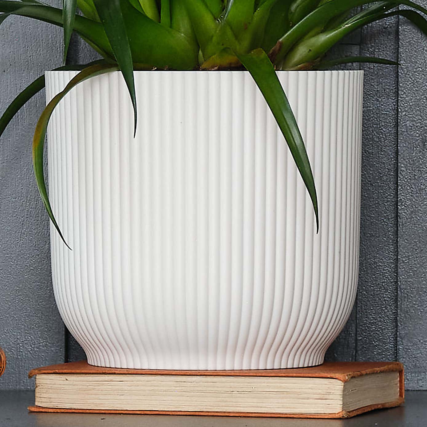 Vriesea Astrid House Plant in Elho Pot
