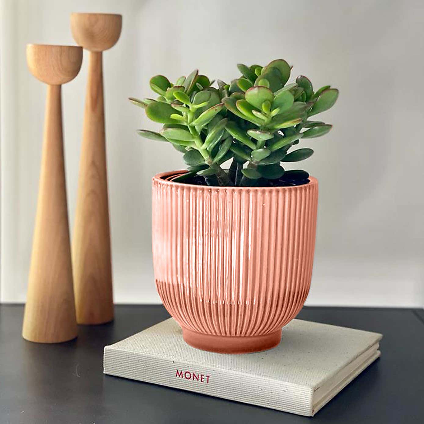 Jade House Plant in Ribbed Pot