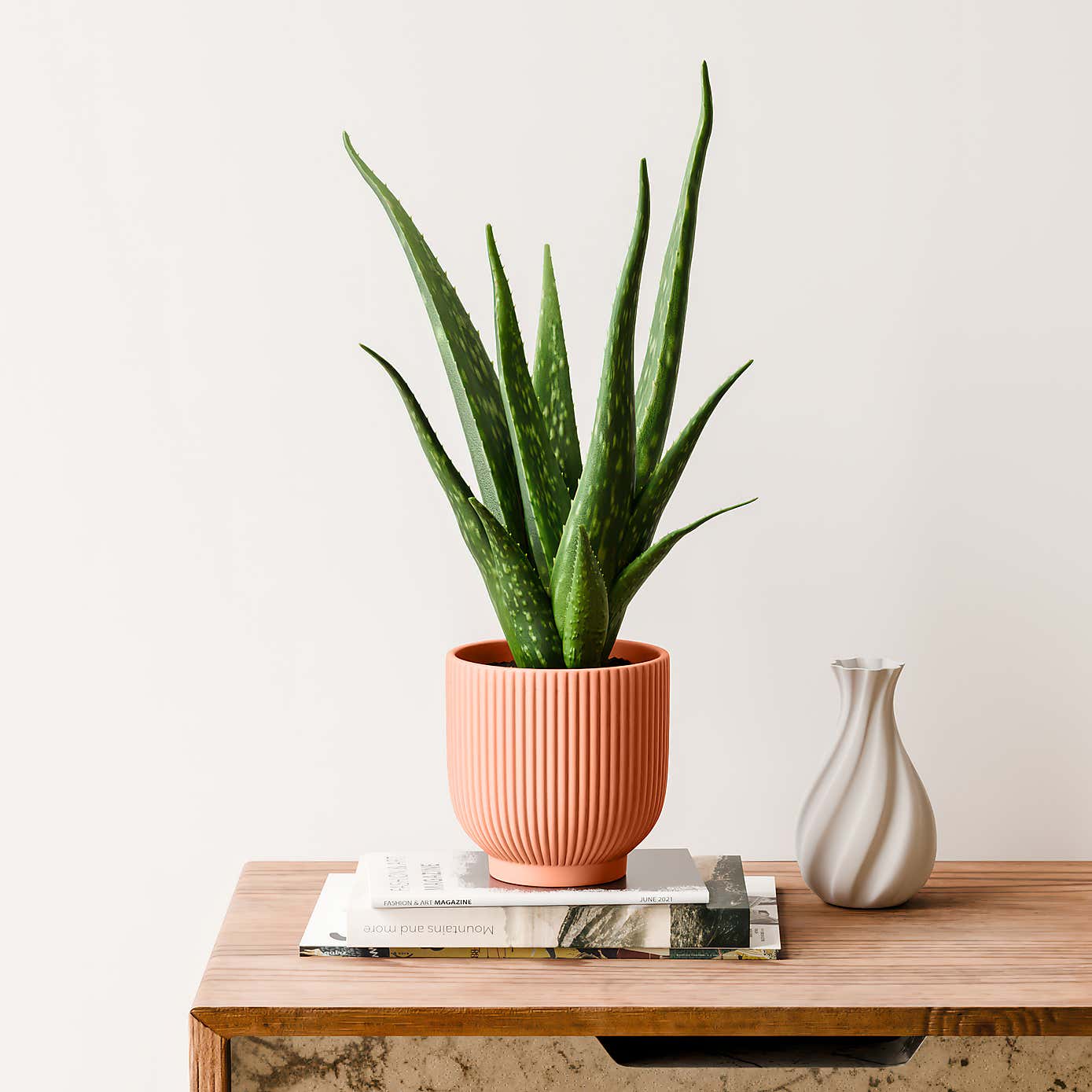 Aloe Vera House Plant in Ribbed Ceramic Pot