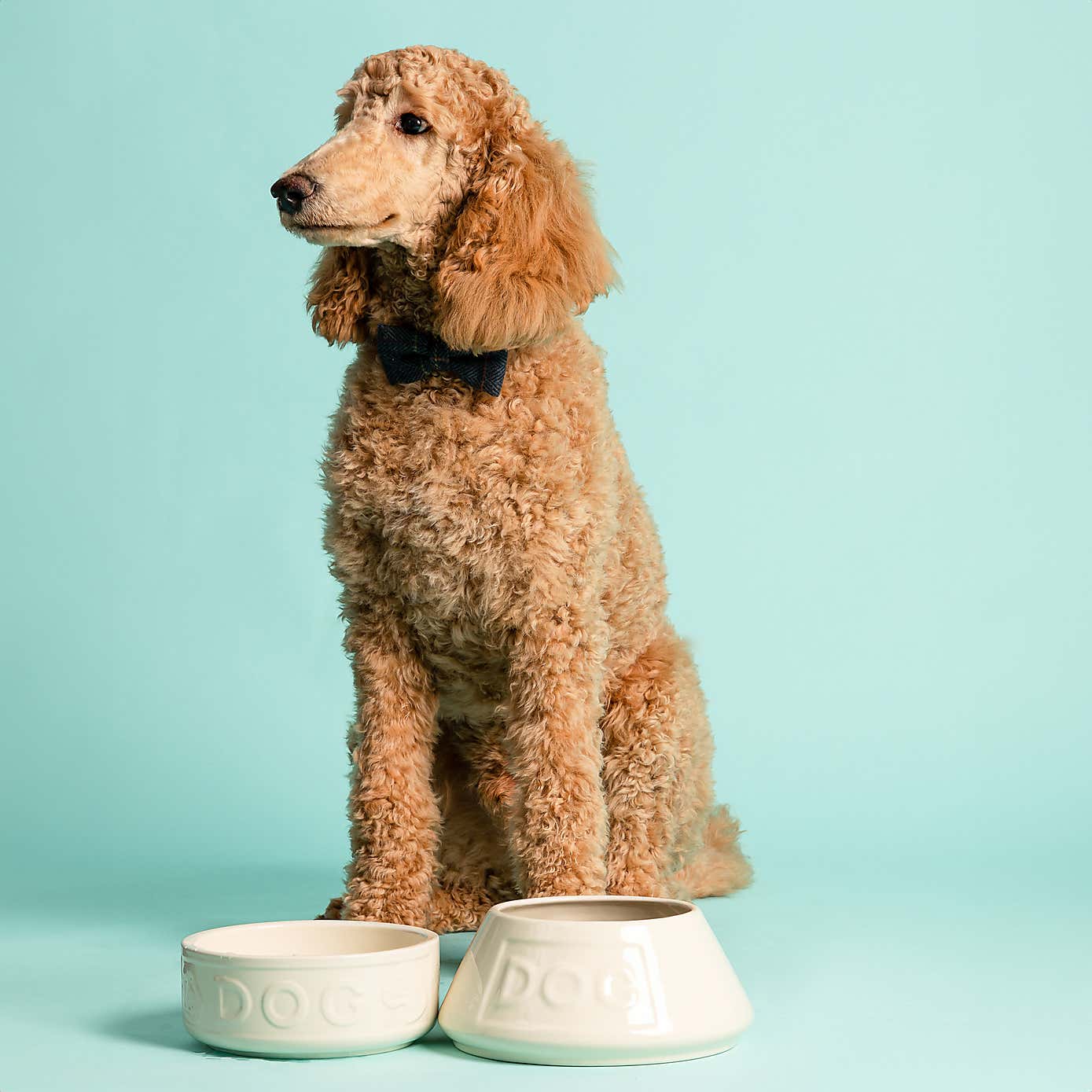 Mason Cash Cane Dog Bowl