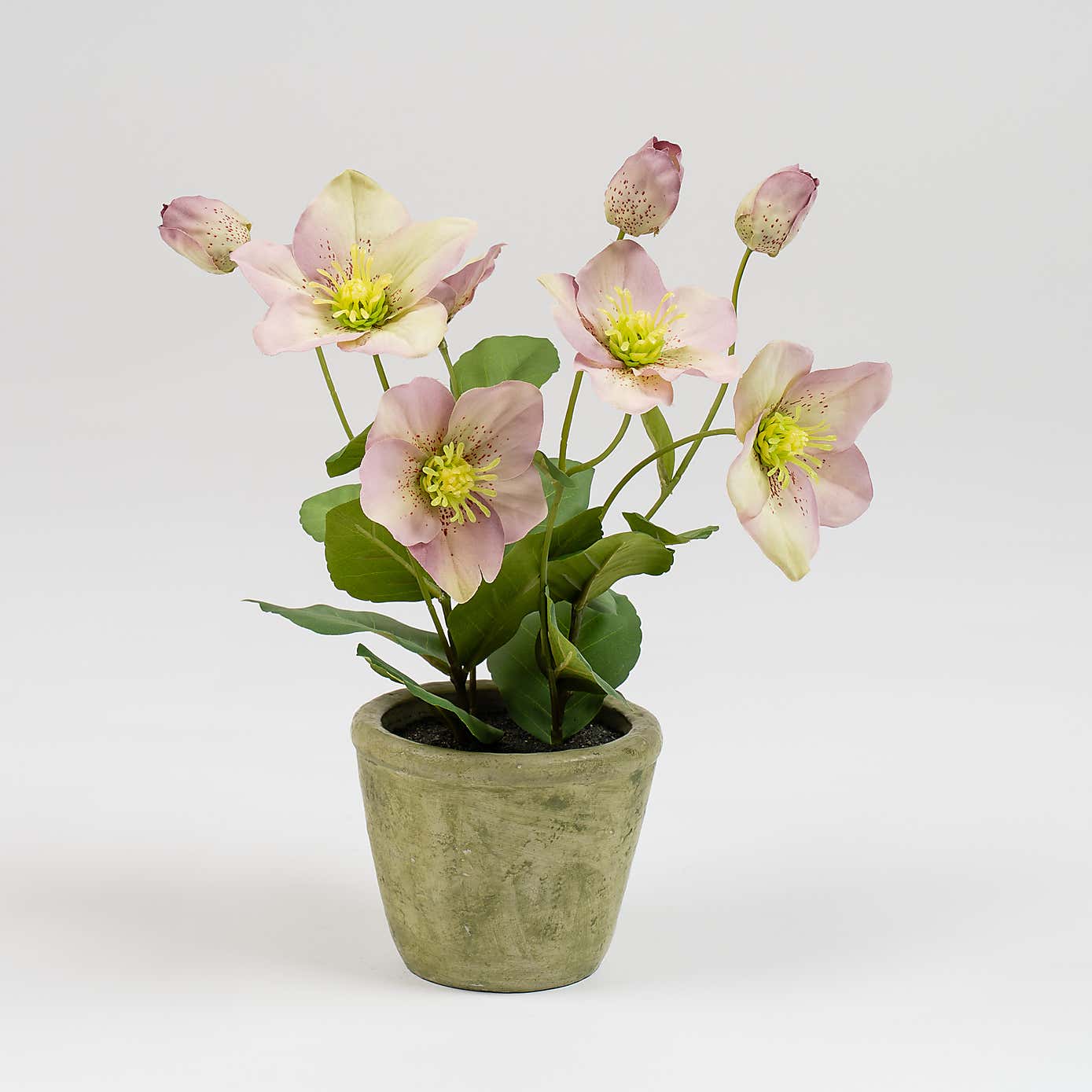 Artificial Hellebore in Terracotta Plant Pot