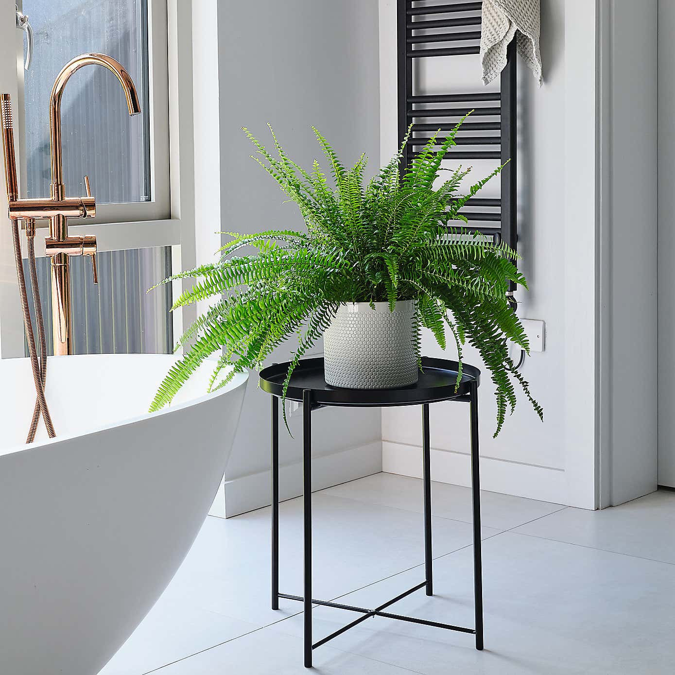 Boston Fern House Plant in Capri Pot