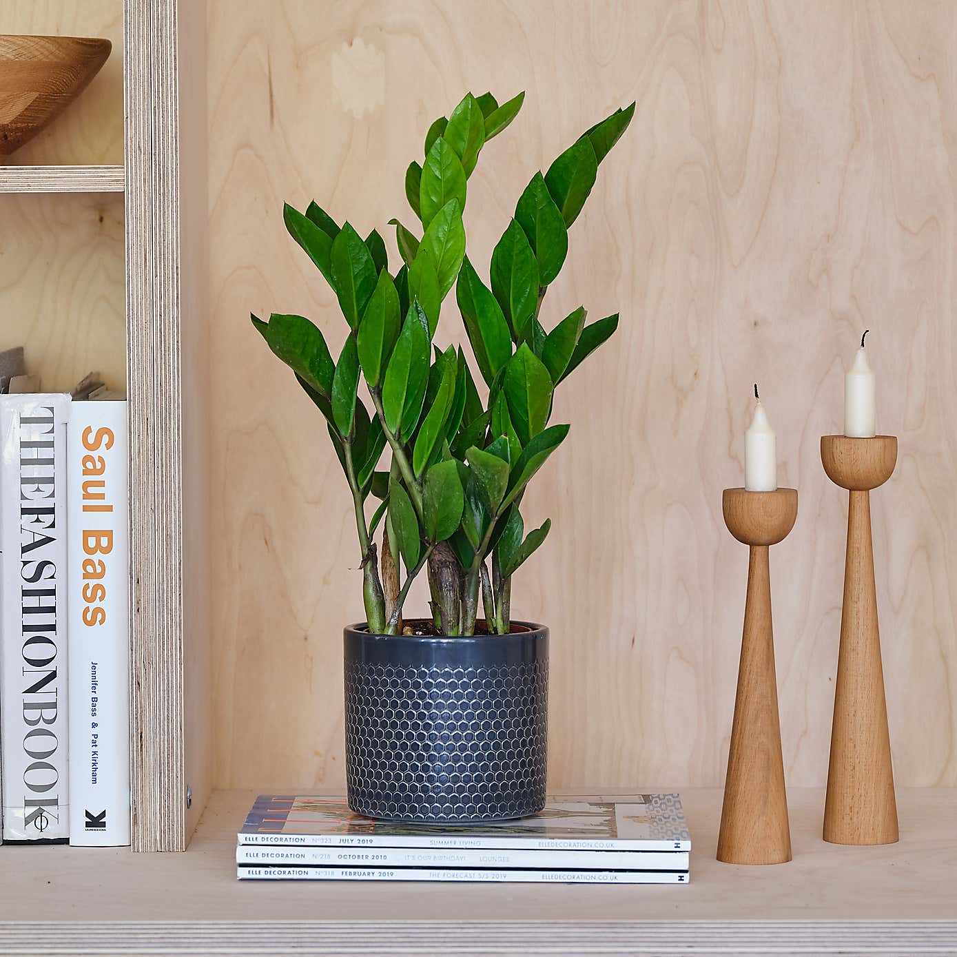 ZZ House Plant in Capri Pot