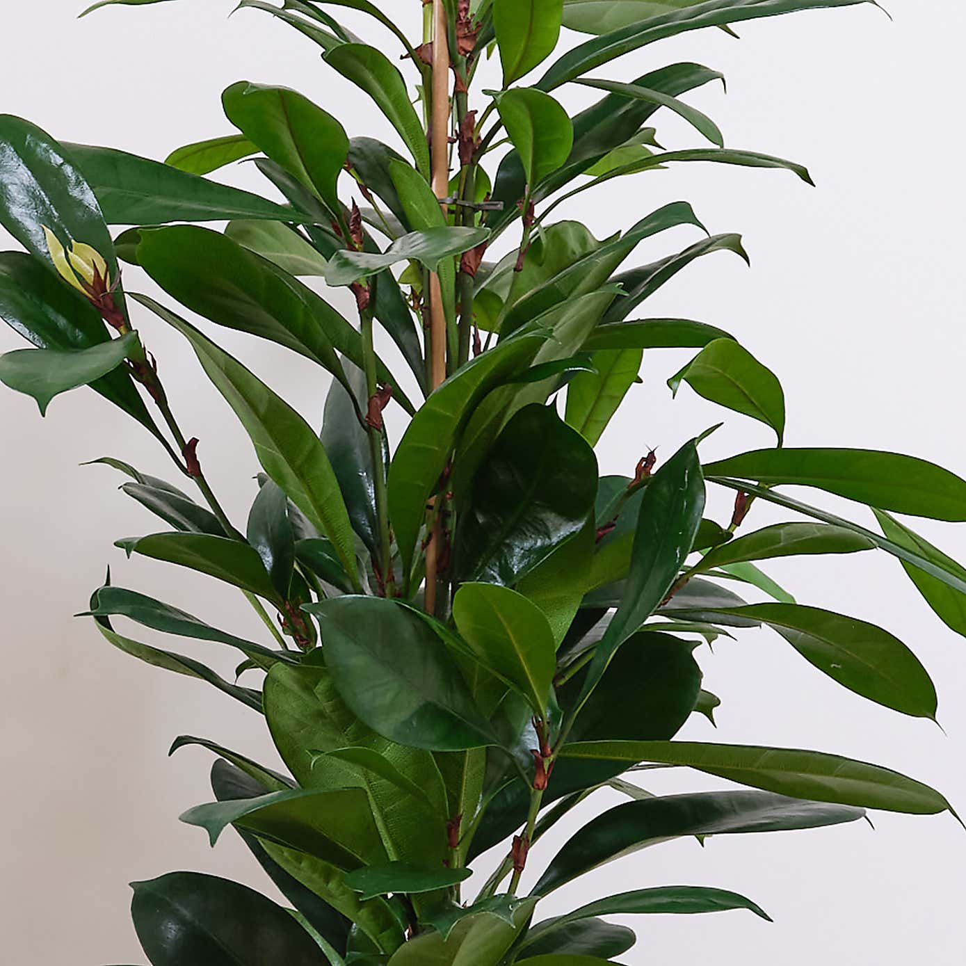 African Fig House Plant