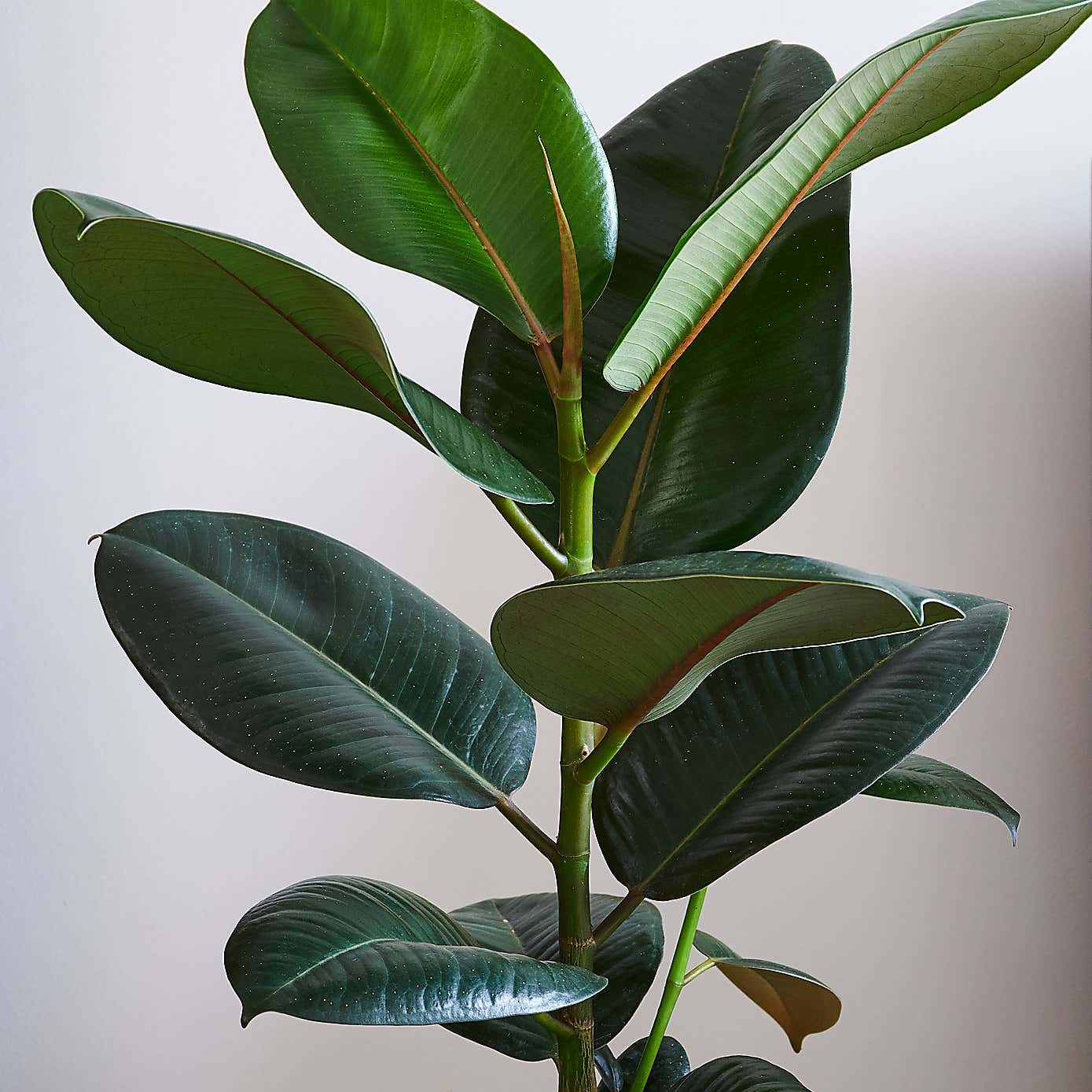 Beards & Daisies Rubber Plant House Plant