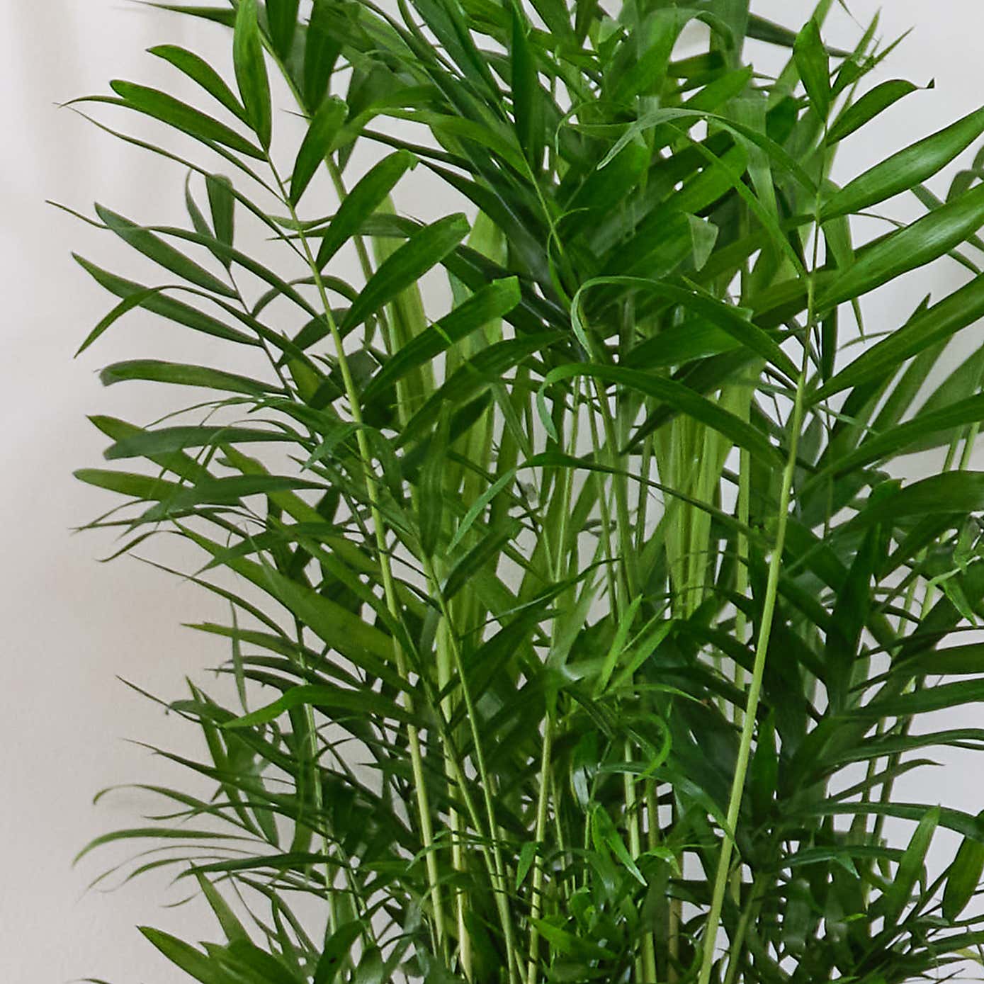 Unkillable Potted House Plant Bundle